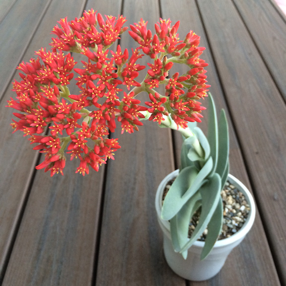 airplane plant